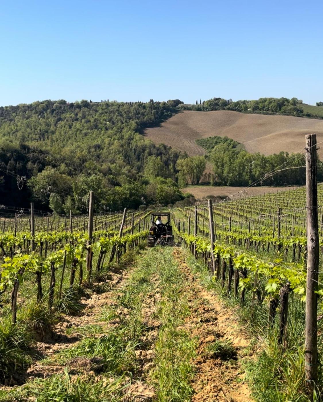 Podere Sole Trequanda Esterno foto